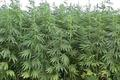 hemp 